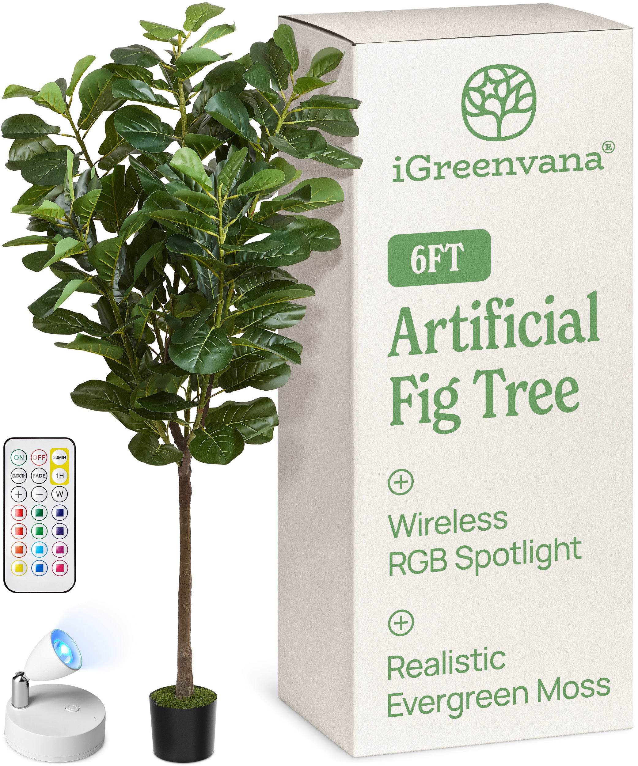 fiddle leaf fig 6ft 6ft Fiddle Leaf Fig Tree – iGreenvana