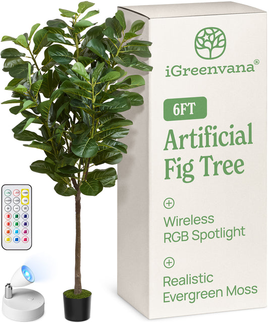 6ft Fiddle Leaf Fig Tree
