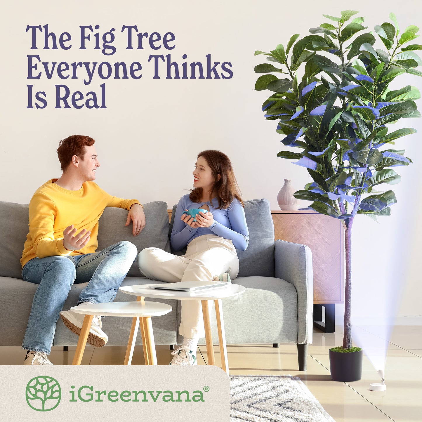 6ft Fiddle Leaf Fig Tree